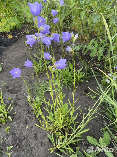 Многолетние цветы для сада