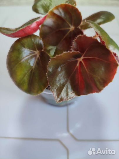 Бегония Фиста