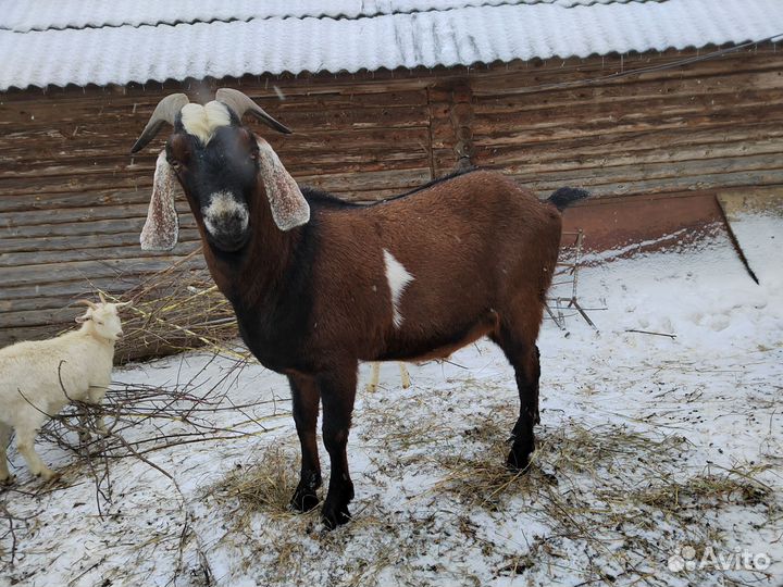 Нубийский козел