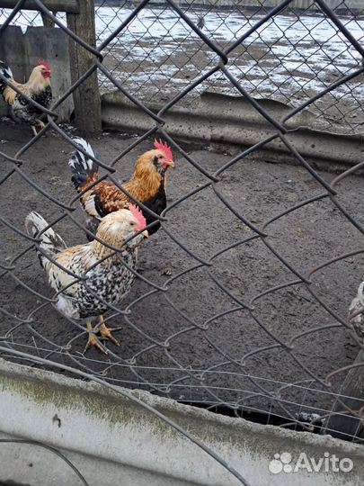 Домашняя птица