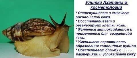 Улитки ахатины бесплатно