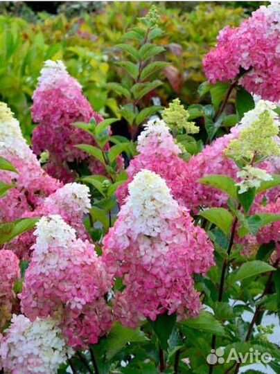 Гортензия метельчатая Фрайз Мельба