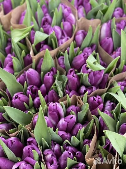 Тюльпаны, букет тюльпанов