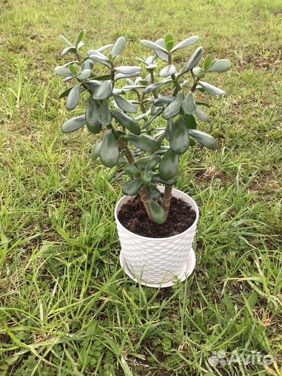 Крассула /Толстянка / денежное дерево