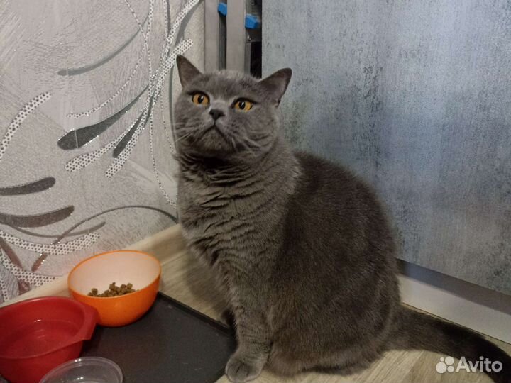 Британская кошка бесплатно