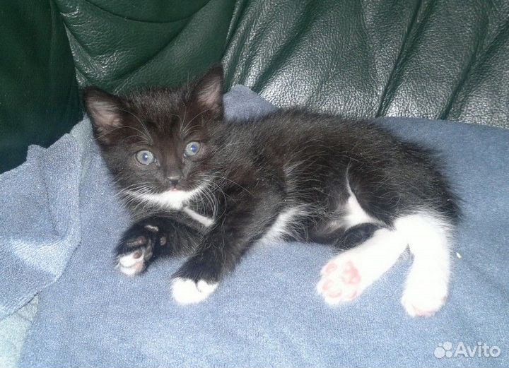 Кнопка- маленькая черная девочка 2 мес в дар