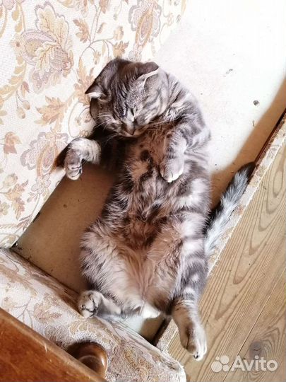 Шотландский кот на вязку