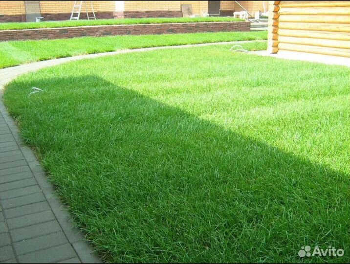 Рулонный газон Стандарт под ключ