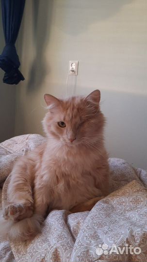 Персик котик