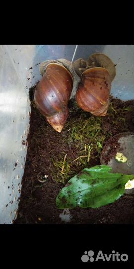 Отдам улиток ахатин