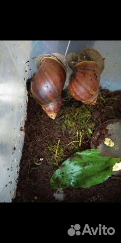 Отдам улиток ахатин