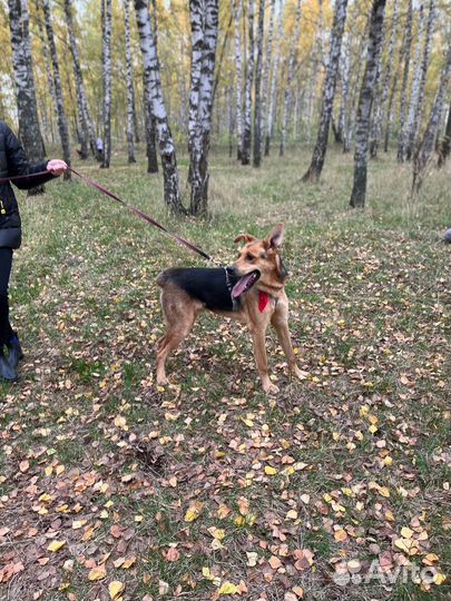 Собака из приюта