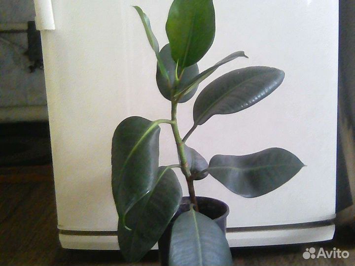 Фикус, кофе