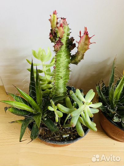 Кашпо с суккулентами