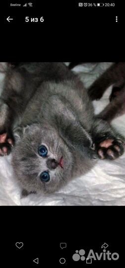 Шотландские вислоухие котята