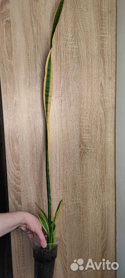 Сансевьерия сортовая