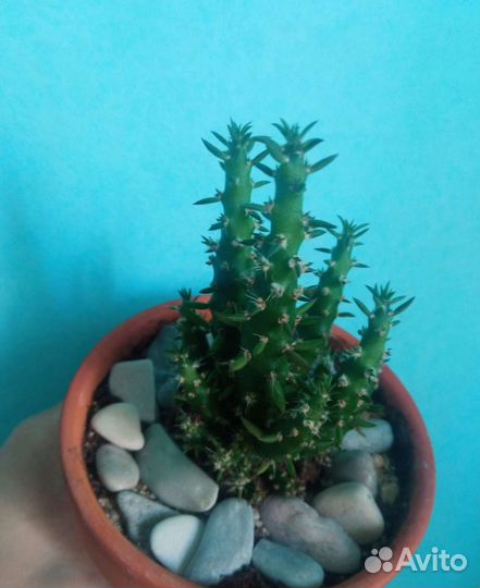 Кактусы и суккуленты