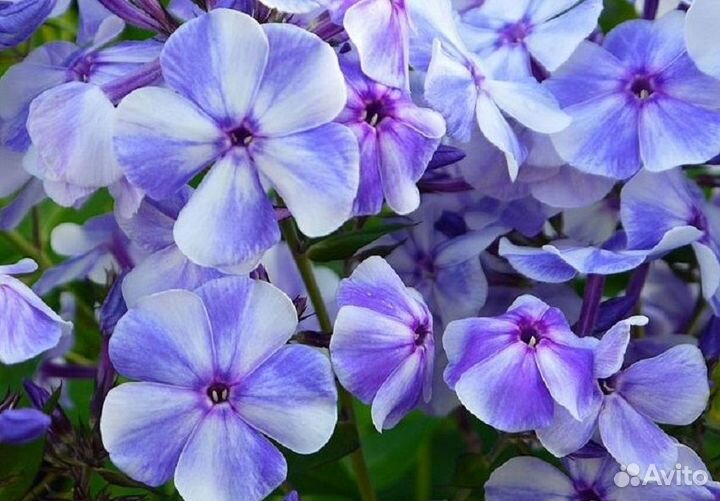 Флоксы синие
