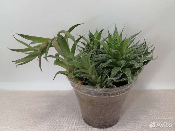 Алоэ остистое