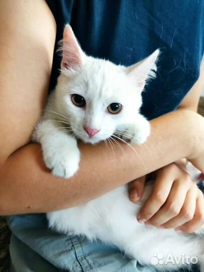 Турецкая ангора