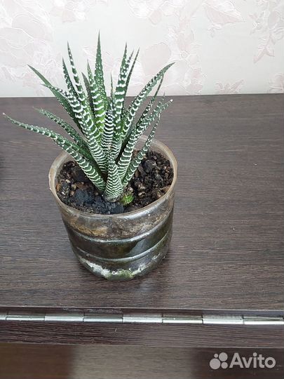 Суккулент Хавортия полосатая