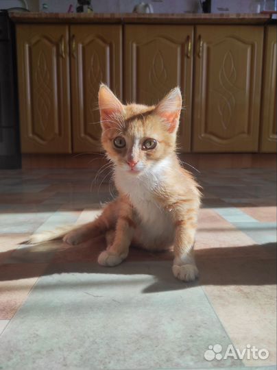Нашли котенка