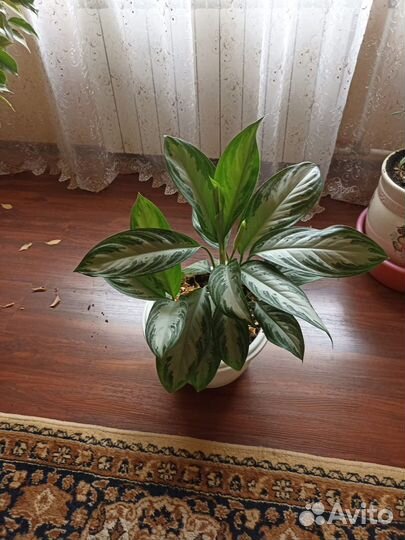 Декоративные цветы большие