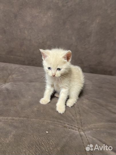 Отдам в добрые руки котят