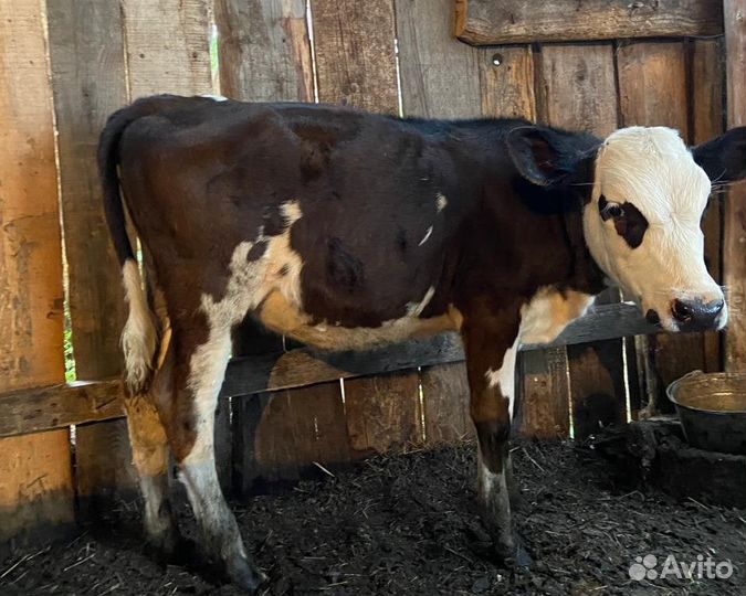 Коровы, телята