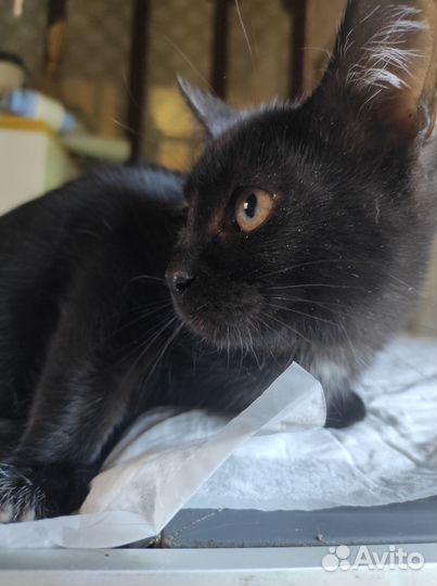 Котята ищут дом