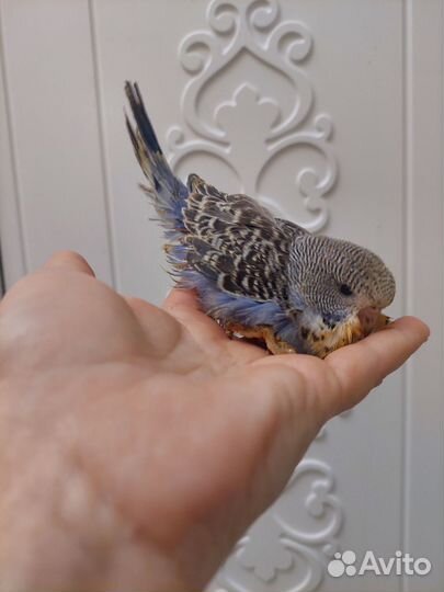 Попугаи ввп чехи