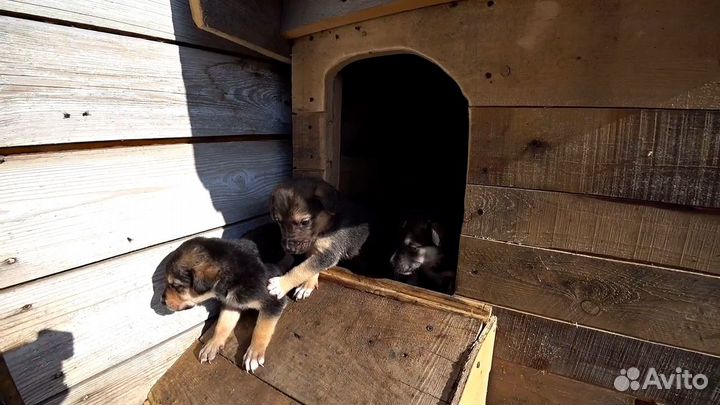 Отдам в добрые руки щенят