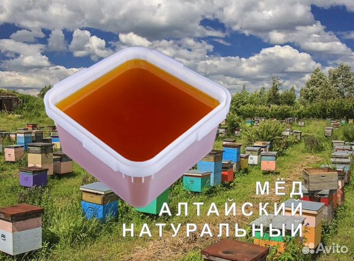 Мед натуральный алтайский опт