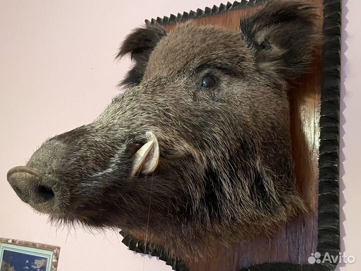 Чучело головы кабана