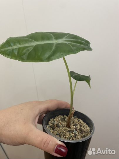 Алоказия лонгилоба сильвер