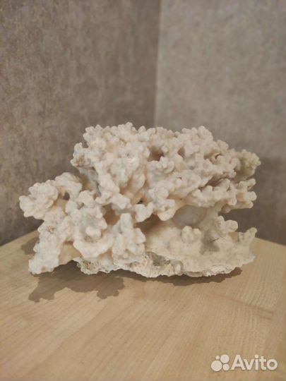 Корал для аквариума