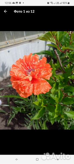 Мак махровый