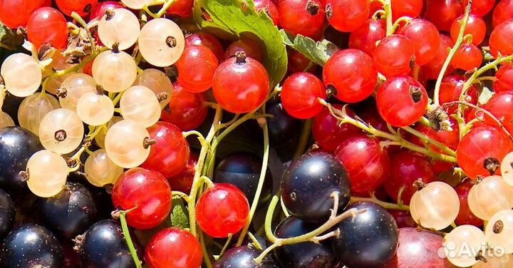 Смородина черная, белая, красная