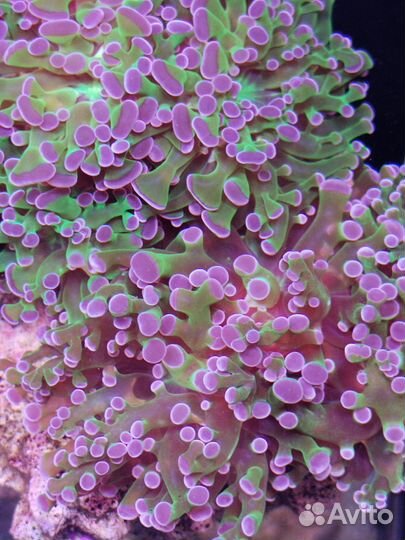 Морские кораллы