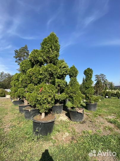 Туя Формированная 360 см