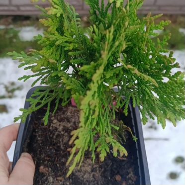 Туя Даника (Danica), 20+ см, в горшке 2л