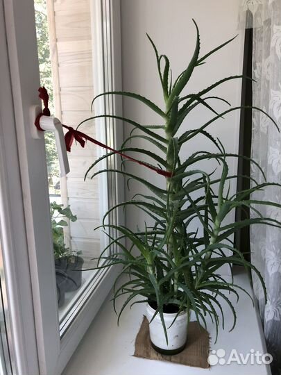 Алоэ лечебный 5 лет