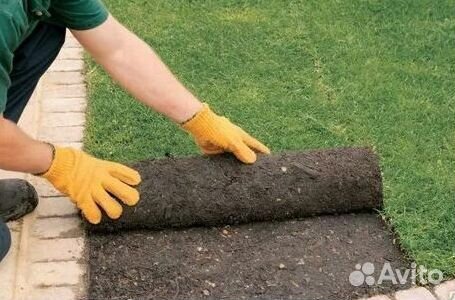 Укладка газона