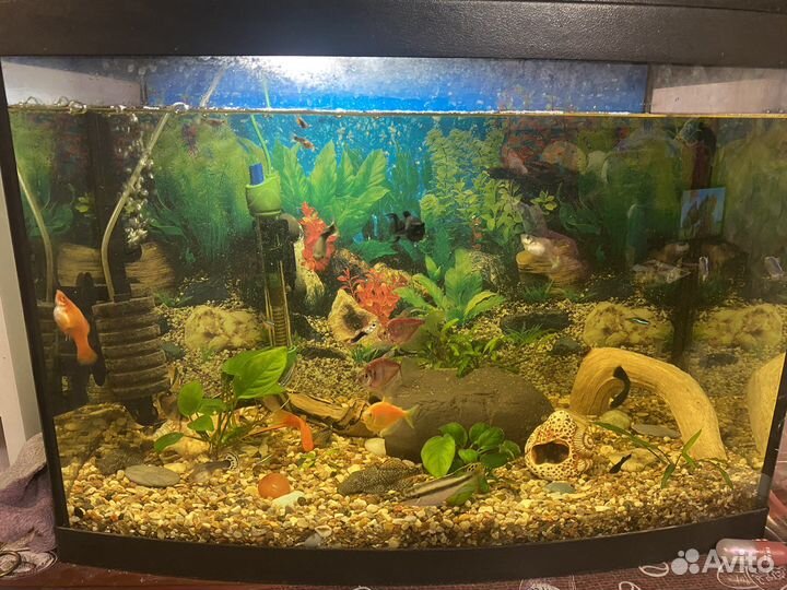 Аквариум со всем содержимом 60 литров