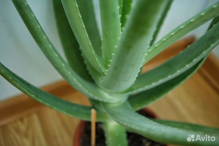 Алоэ-вера лечебный, 84 см