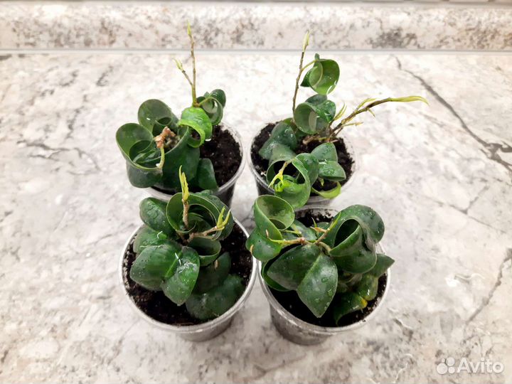 Фикус кудрявый Барок