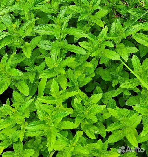 Мята - Мелиса