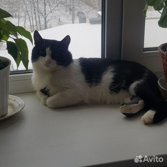 Коты в добрые руки.Рыбинск