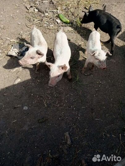 Поросята ландрас дюрок