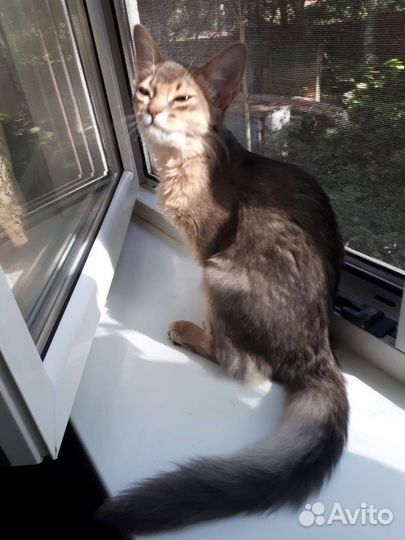 Сомалийские котята